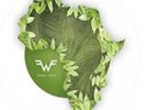 RSD Black Friday 2018 - WEEZER - AFRICA 10