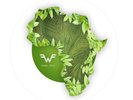 WEEZER   AFRICA/ROSANNA   BLACK FRIDAY LIMITED EDITION VINYL PICURE DISC    NEW