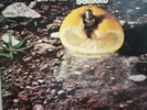 Battiato- Pollution 1973- originale- disco presenta graffi