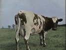 Pink Floyd Atom Heart Mother - EMI - EX UK vinyl LP album record SHVL781