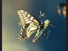 AMON TOBIN - ISAM (VINYL+MP3) 2 LP + DOWNLOAD NEW