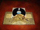Jethro Tull - LP - Stand Up - Chrysalis 6307 519 - Gimmik Cover