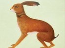 VASHTI BUNYAN-Lookaftering VINYL NEW