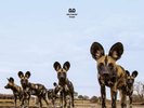 BALTHAZAR - FEVER - NEW WHITE VINYL LP (INDIES ONLY)