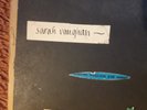 SIGNED Private Studio Recording: Sarah Vaughan, Richard Rodney Bennett 10in LP