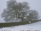 Hymns of the 49th Parallel [VINYL], 0075597947434