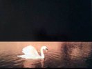 Rock T-Z LP 53 - VAN MORRISON - AVALON SUNSET - Polydor EUR 1989 - EX(+)