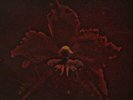 Burning Red (180 gm Vinyl) [VINYL] Machine Head Vinyl