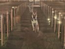 Alex G - Trick Vinyl 2015 Record Mint Never Played