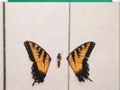 Paramore Brand New Eyes GREEN MARBLE VINYL LP Sealed New Limited Hayley Williams