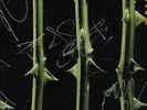 Type O Negative AMAZING AUTOGRAPHED BY THE ENTIRE BAND OCTOBER RUST 2 LP SET/WOW