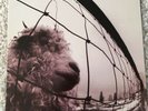 Pearl Jam VS Vinyl First US Pressing Z 53136 Gatefold