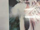 Francois Rabbath, Multi- Bass, Vinyl Album, Excellent Condition