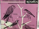 Vintage Record German Bird Sound Owls Kosmos Nr. 957a 45 Rpm Hawk Robin