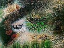 *****Pink Floyd- A Saucerful of Secrets**** New LP RSD Record Store Day 2019