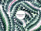 SHE KEEPS BEES KINSHIP  VINYL LP  NEW(10THMAY)