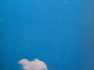 The Plastic Ono Band - Live Peace In Toronto 1969 Vinyl Schallplatte - 39517
