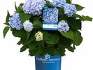 Hortensie: Endless Summer 'The Original' | der Klassiker in intensivem Blau |...