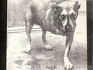 Alice In Chains - S/T Self Titled Vinyl LP - 1995 Columbia C2 67248 - NM/VG++