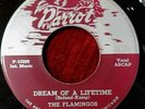 FLAMINGOS - 7