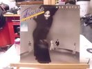 RUFUS - ASK RUFUS -  CHAKA KHAN LP VINYL RECORD w/GIANT POSTER MCA AB 975  19777