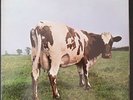 DISQUE 33 TOURS PINK FLOYD ATOM HEART MOTHER GERMANY 1974