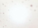 Yo La Tengo - There's A Riot Going On - Double LP Vinyl - OLE11668 - NEW