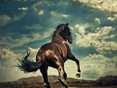 Western Stars 180 gram Bruce Springsteen Vinyl Rock Columbia 2 Discs NEW