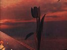 PRETTY THINGS - PARACHUTE - NEAR MINT  -  IMPORT