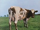 Pink Floyd ?– Atom Heart Mother * LP (Vinyl)  * German Harvest Rare Version