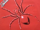 Spiders From Mars - Spiders From Mars - ID34z - NSPL 18479
