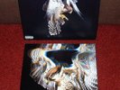 THE COURTEENERS Falcon LP 2010 POLYDOR 1st Press  SUPERB  AMAZING RARITY