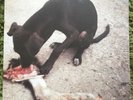 Slowthai - Runt Ep Vinyl