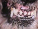 BLANCK MASS - World Eater - Vinyl (LP)