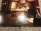 Weezer Raditude  - 2009 OUT OF PRINT RARE LP