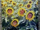 THE SUNNYBOYS INDIVIDUALS ORIGINAL 1982 AUST MUSHROOM LABEL GATEFOLD ALBUM