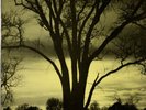 William Parker Through Acceptance Of The Mystery Peace Private Free Jazz