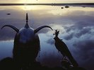 Avalon [VINYL]