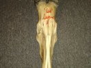 TED NUGENT SIGNED ANTELOPE HEAD GOTTEN AS A GIFT FROM TED NUGENT ITS REAL DEAL