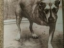 Alice in Chains (Tripod) by Alice in Chains (Vinyl) - 90's Grunge