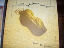 5 LP Raritäten VOICE OF AUTHORITY,No more ugly Germans,CYSTIS,Lassigue Bendthaus
