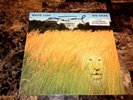 White Lion Mike Tramp Rare Signed Big Game Promo Vinyl LP Record Free Shipping