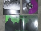 The Lillingtons Stella Sapiente LP Purple/Clear Split Vinyl /272 Rancid Pup NEW