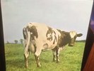 THE PINK FLOYD atom heart mother 1976 UK HARVEST 3RD PRESSING STEREO VINYL LP