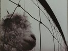 Pearl Jam VS. [LP] - Near Mint