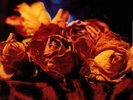 Autumn - Even Now - Ltd Ed on Blue clear vinyl