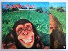 THE SUPERNATURALS IT DOESN'T MATTER ANYMORE FOOD FOODLP21 BRIT POP INNER