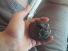 meteortie rock found and witnessed