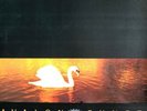 Van Morrison Avalon Sunset Vinyl