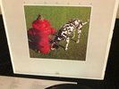 Rush Signals Mastersisk 1982 12